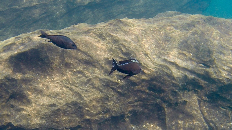 Ophthalmotilapia boops 'Kala Bay'